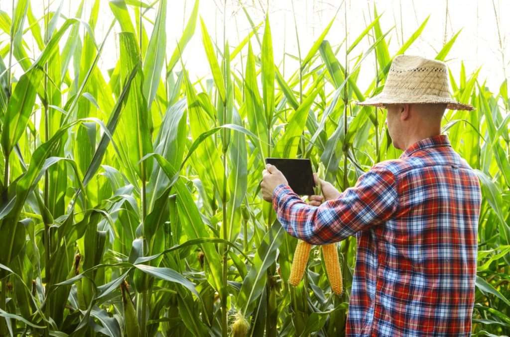Farmer using tablet computer for inspecting maize corn field. Ha