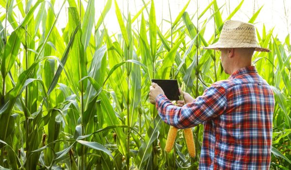 Farmer using tablet computer for inspecting maize corn field. Ha