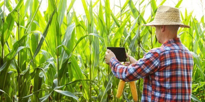 Farmer using tablet computer for inspecting maize corn field. Ha